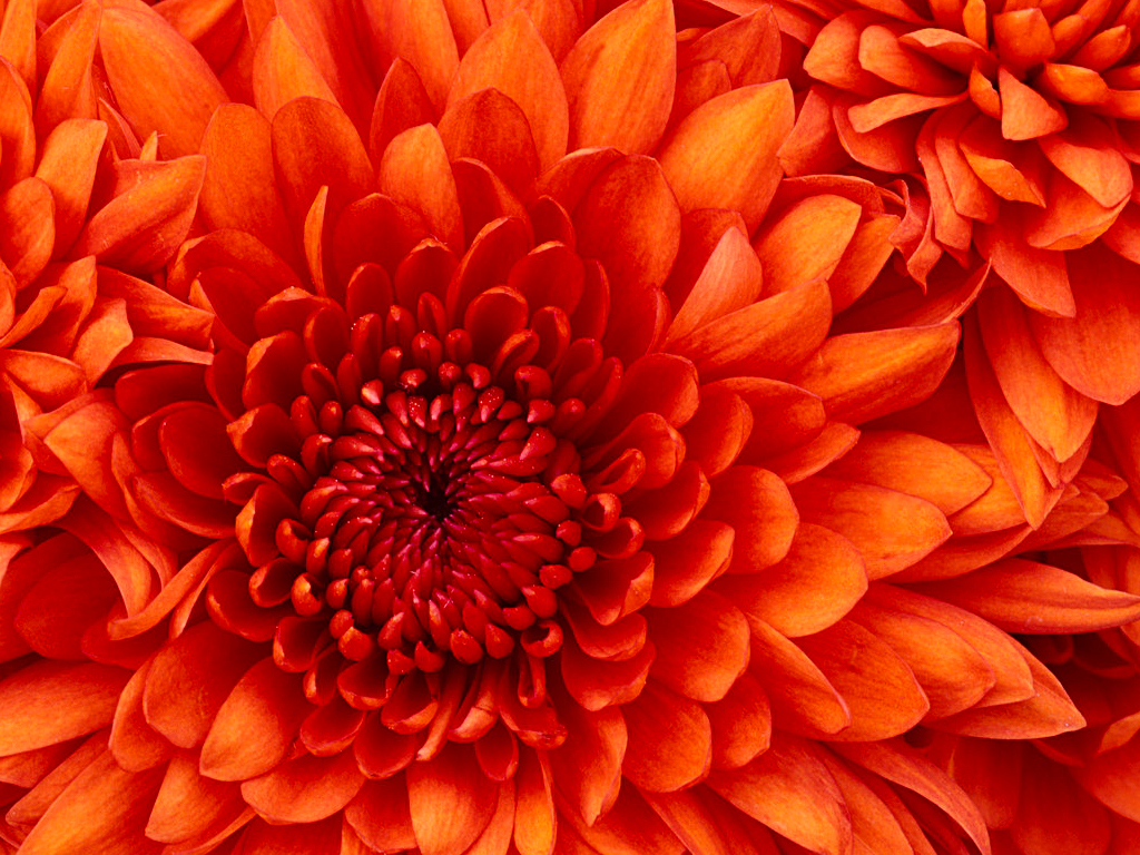 Chrysanthemum (2)